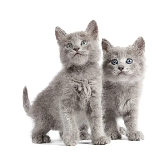 Framed Print : Cat - Nebelung Kittens Framed Print : Cat - Nebelung Kittens