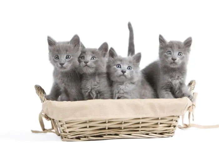 Framed Print : Cat - Nebelung Kittens in basket