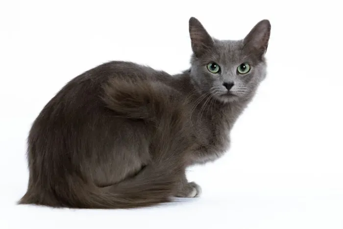 Framed Print : Cat - Nebelung - sitting down Framed Print : Cat - Nebelung - sitting down