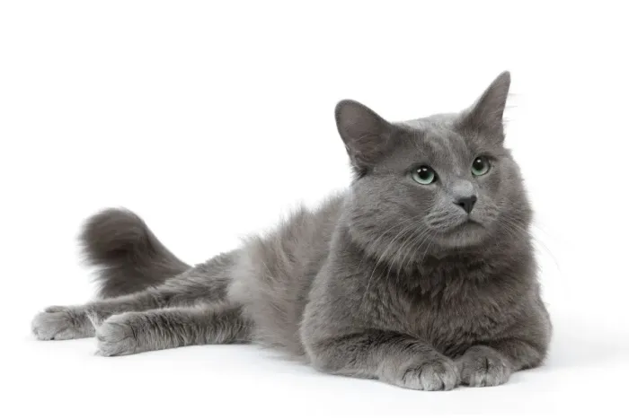 Framed Print : Cat - Nebelung in studio Framed Print : Cat - Nebelung in studio