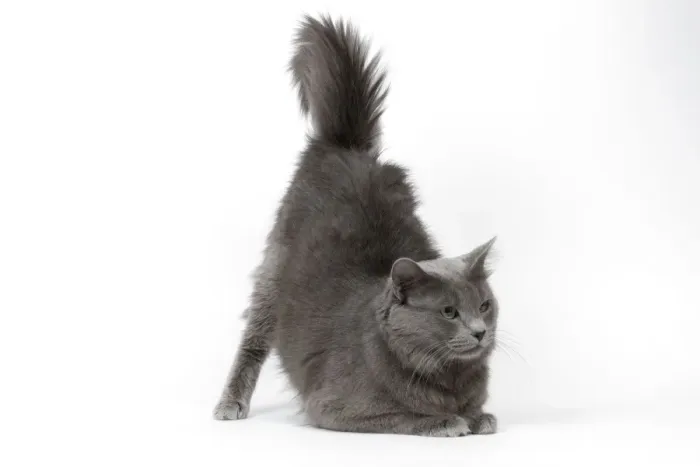 Framed Print : Cat - Nebelung in studio Framed Print : Cat - Nebelung in studio