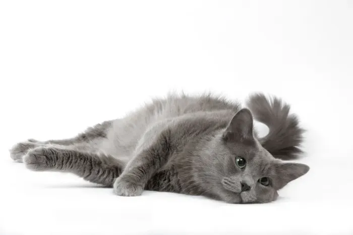 Framed Print : Cat - Nebelung in studio Framed Print : Cat - Nebelung in studio