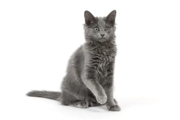 Framed Print : Cat - Nebelung in studio Framed Print : Cat - Nebelung in studio