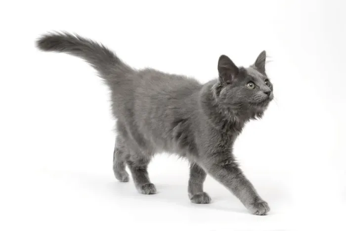 Framed Print : Cat - Nebelung in studio Framed Print : Cat - Nebelung in studio