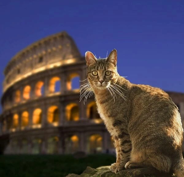 Cat - at night sitting by Coliseum in Rome - Greece