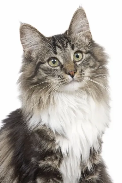 Framed Print : Cat - Norwegian brown blotched tabby & white in studio Framed Print : Cat - Norwegian brown blotched tabby & white in studio
