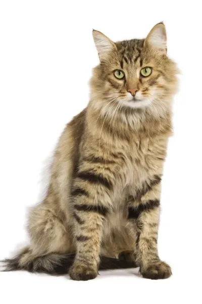 Norwegian Forest Brown Tabby Cat Print LA-9352. Art Prints