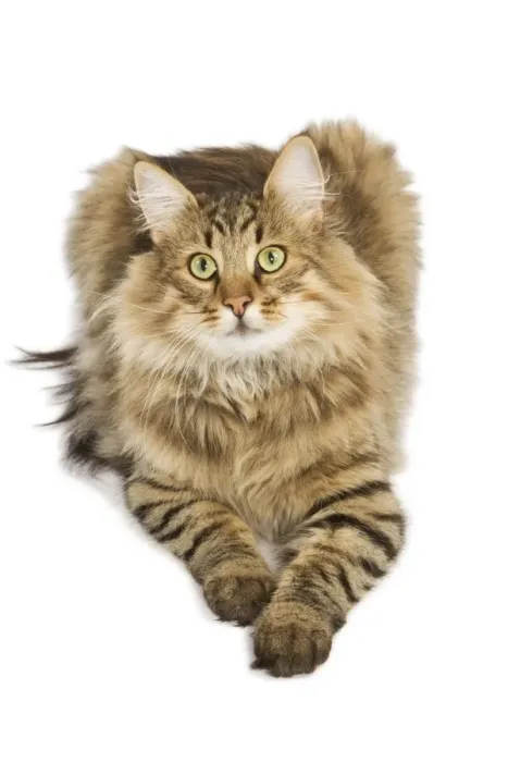 Framed Print : Cat - Norwegian Forest Brown Tabby Cat