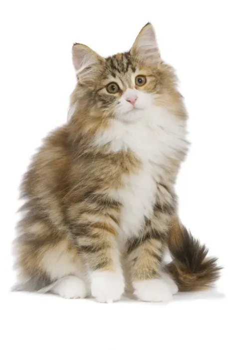 Framed Print : Cat - Norwegian Forest Cat Framed Print : Cat - Norwegian Forest Cat