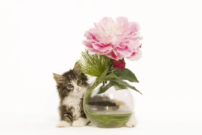 Framed Print : Cat - Norwegian Forest Cat kitten with vase & flowers Framed Print : Cat - Norwegian Forest Cat kitten with vase & flowers