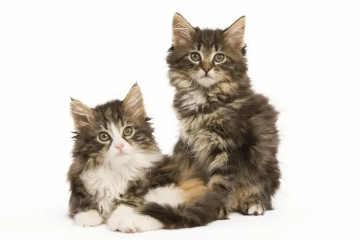 Framed Print : Cat - Norwegian Forest Cat kittens Framed Print : Cat - Norwegian Forest Cat kittens