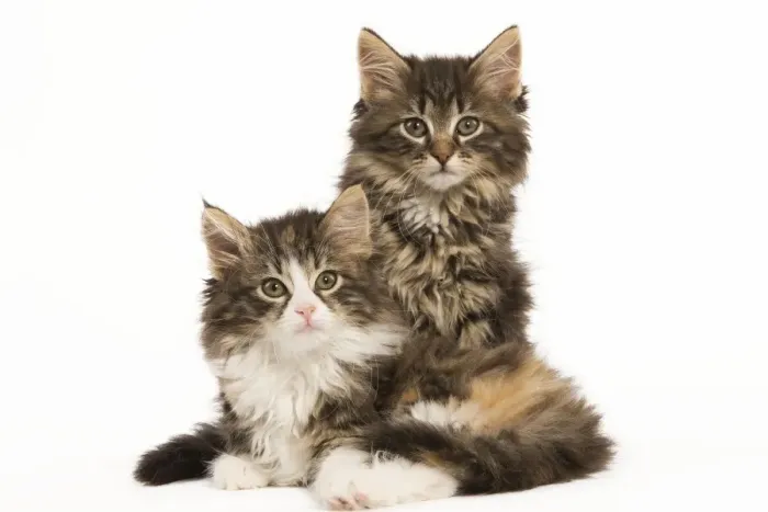 Framed Print : Cat - Norwegian Forest Cat kittens Framed Print : Cat - Norwegian Forest Cat kittens