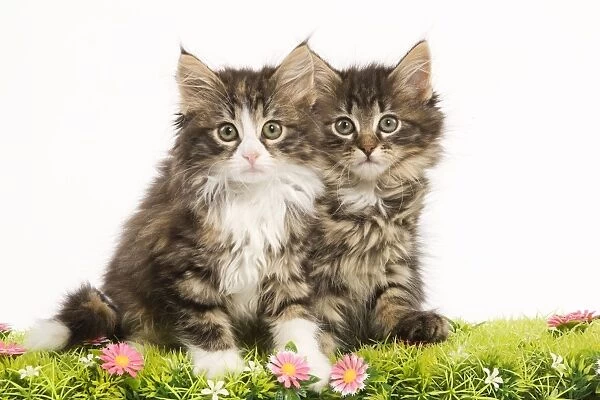 Cat - Norwegian Forest Cat kittens with flowers