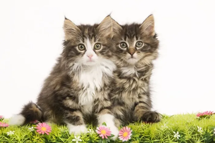 Framed Print : Cat - Norwegian Forest Cat kittens with flowers