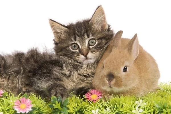 Cat - Norwegian Forest kitten and Dwarf Rabbit in studio with flowers