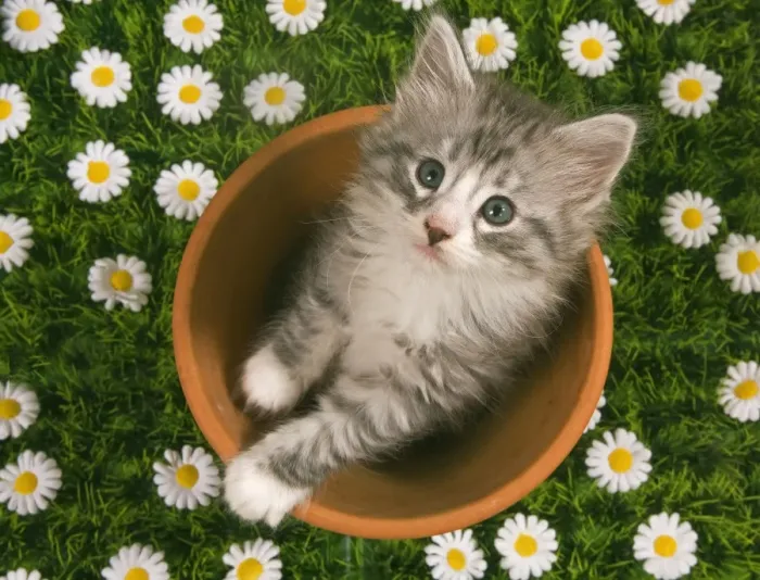 Framed Print : Cat - Norwegian forest kitten in flowerpot with flowers Framed Print : Cat - Norwegian forest kitten in flowerpot with flowers