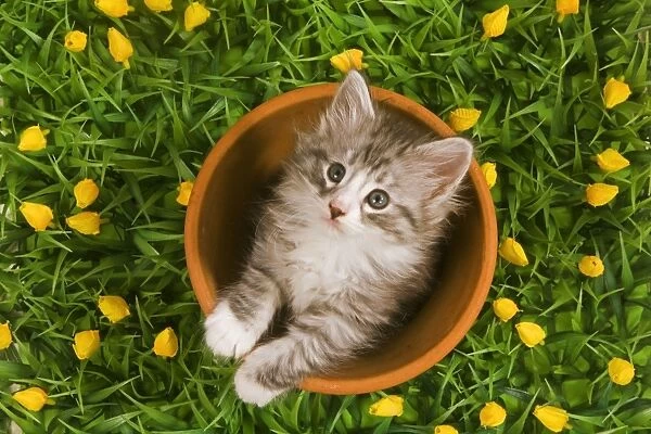 Cat - Norwegian forest kitten in flowerpot with flowers