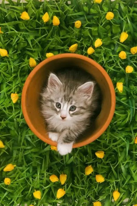 Framed Print : Cat - Norwegian forest kitten in flowerpot with flowers Framed Print : Cat - Norwegian forest kitten in flowerpot with flowers