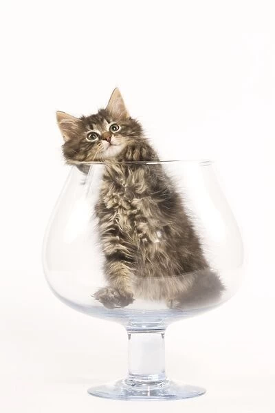 Cat - Norwegian Forest kitten in large wine glass
