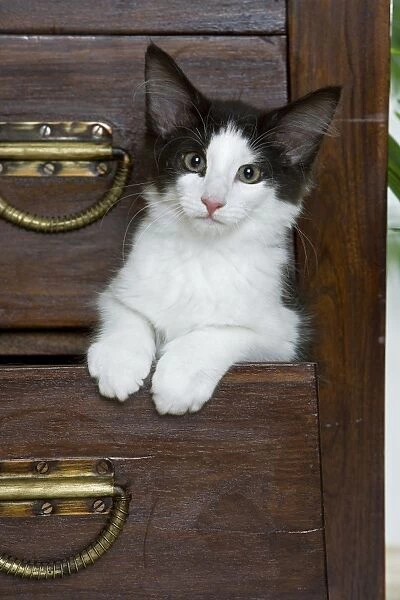 Cat - Norwegian Forest kitten peaking out from chest of drawers