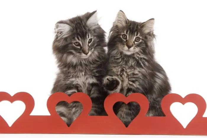 Framed Print : Cat - Norwegian forest kitten sitting behind cut out hearts Framed Print : Cat - Norwegian forest kitten sitting behind cut out hearts