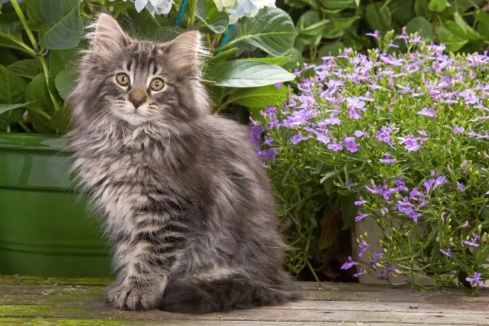 Framed Print : Cat - Norwegian Forest Kitten sitting with flowers Framed Print : Cat - Norwegian Forest Kitten sitting with flowers
