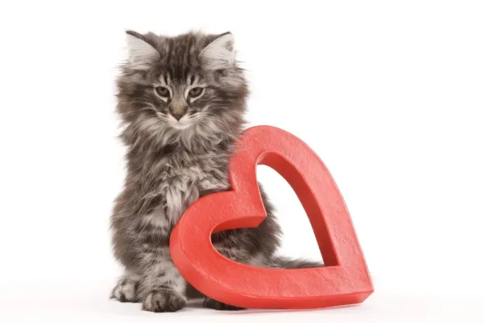 Framed Print : Cat - Norwegian forest kitten sitting beside red cut-out heart Framed Print : Cat - Norwegian forest kitten sitting beside red cut-out heart