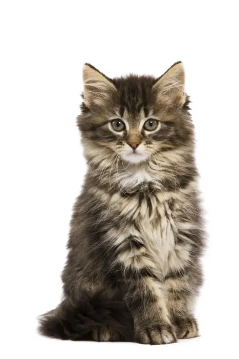 Framed Print : Cat - Norwegian Forest kitten in studio Framed Print : Cat - Norwegian Forest kitten in studio