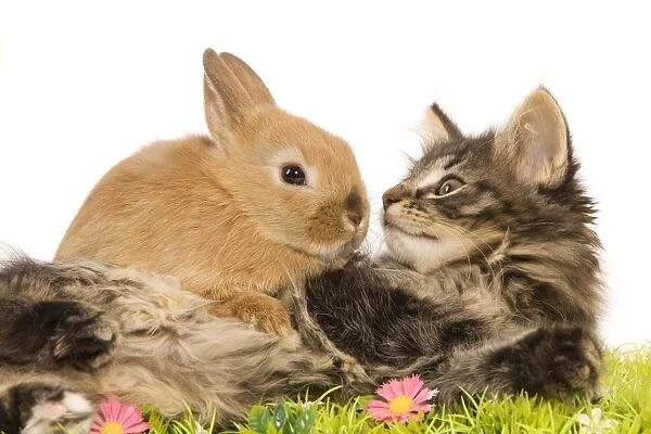 Cat - Norwegian Forest kitten in studio with Dwarf Rabbit and flowers