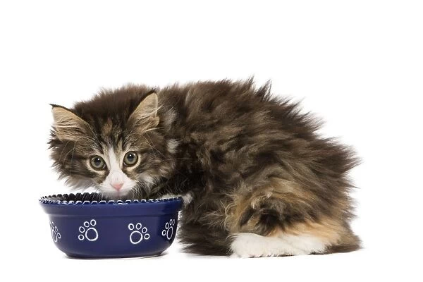 Cat - Norwegian Forest kitten in studio eating from cat bowl