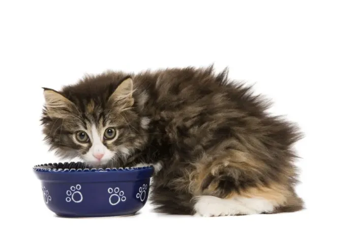Framed Print : Cat - Norwegian Forest kitten in studio eating from cat bowl Framed Print : Cat - Norwegian Forest kitten in studio eating from cat bowl