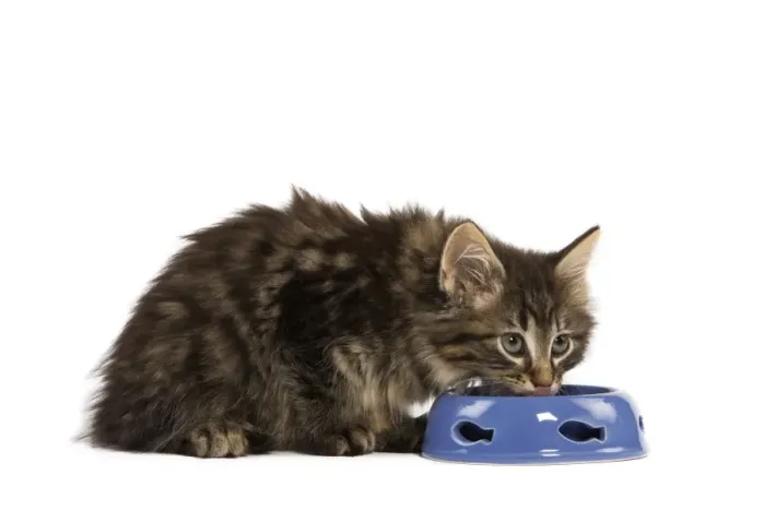 Framed Print : Cat - Norwegian Forest kitten in studio eating from cat bowl