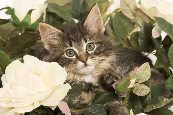 Cat - Norwegian Forest kitten in studio with flowers