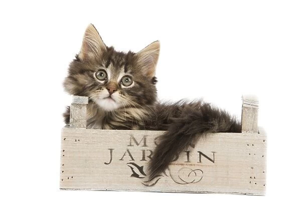 Cat - Norwegian Forest kitten in studio lying in wooden box
