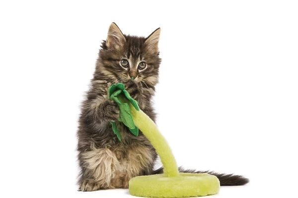 Cat - Norwegian Forest kitten in studio playing with a palm tree cat toy