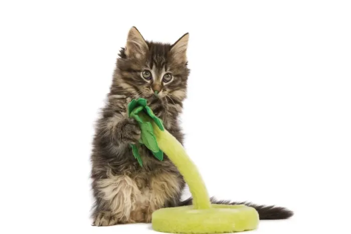 Framed Print : Cat - Norwegian Forest kitten in studio playing with a palm tree cat toy Framed Print : Cat - Norwegian Forest kitten in studio playing with a palm tree cat toy