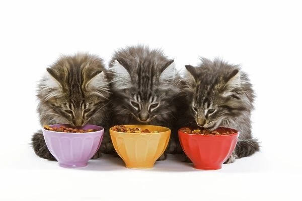 Cat - three Norwegian forest kittens eating dried catfood from coloured bowls