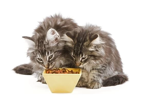 Cat - two Norwegian forest kittens eating dried catfood from bowls