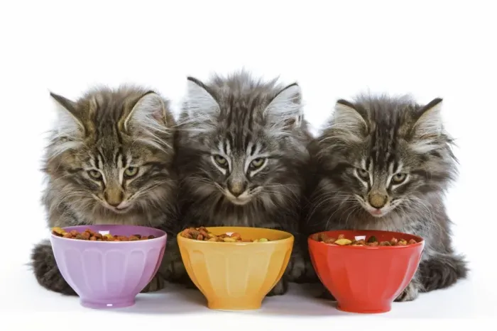 Framed Print : Cat - three Norwegian forest kittens eating dried catfood from coloured bowls Framed Print : Cat - three Norwegian forest kittens eating dried catfood from coloured bowls
