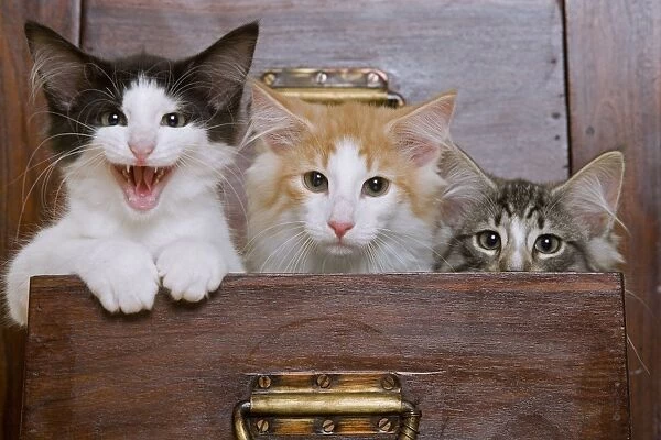 Cat - Norwegian Forest kittens peaking out from chest of drawers