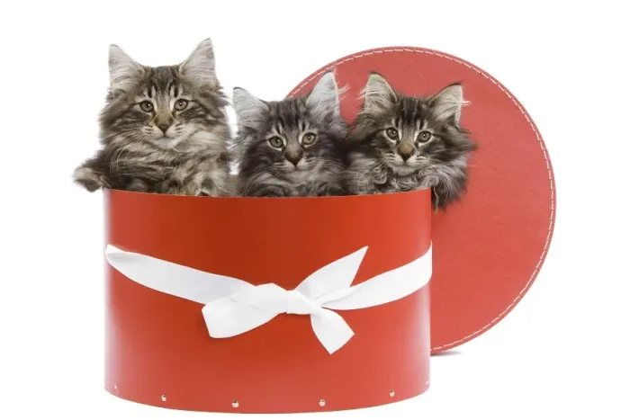 Framed Print : Cat - Norwegian forest kittens sitting inside red hat box Framed Print : Cat - Norwegian forest kittens sitting inside red hat box