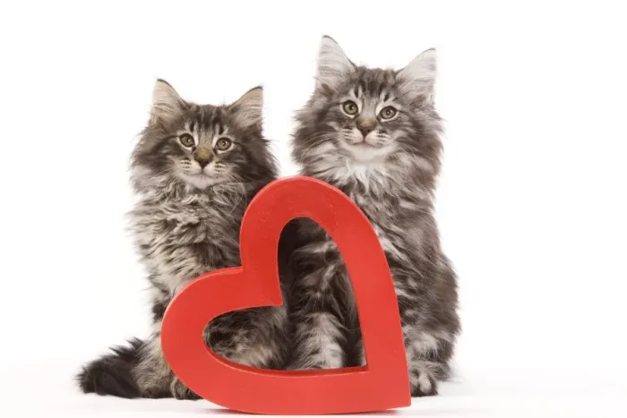 Framed Print : Cat - Norwegian forest kittens sitting beside red cut-out heart Framed Print : Cat - Norwegian forest kittens sitting beside red cut-out heart
