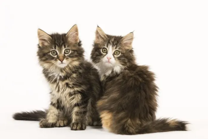 Framed Print : Cat - Norwegian Forest kittens two in studio Framed Print : Cat - Norwegian Forest kittens two in studio