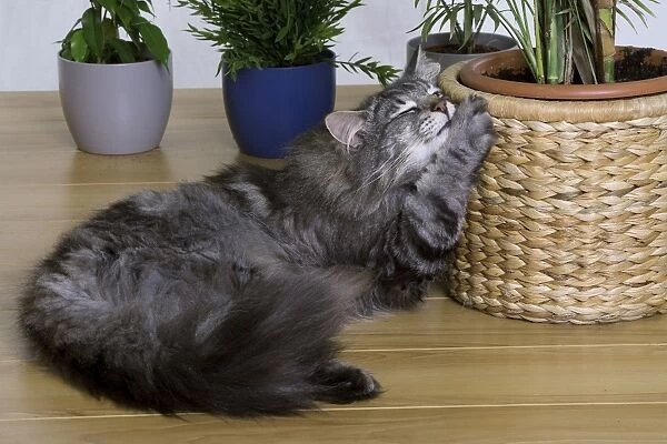 Cat - Norwegian Forest Silver Tabby Mackerel & White - playing with plant pot