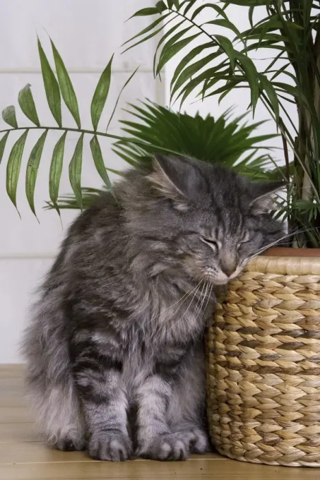 Framed Print : Cat - Norwegian Forest Silver Tabby Mackerel & White - brushing against pot plant Framed Print : Cat - Norwegian Forest Silver Tabby Mackerel & White - brushing against pot plant