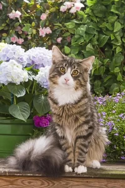 Faces in the forest 森の仲間たち : postcard b… Norwegian Forest Cat Sitting by Flowers Print (LA-4850). Art
