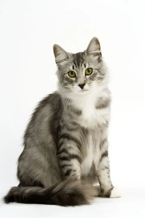 Framed Print : Cat - Norwegian Silver Tabby Framed Print : Cat - Norwegian Silver Tabby