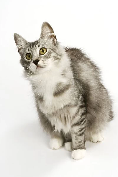 Cat - Norwegian Silver Tabby