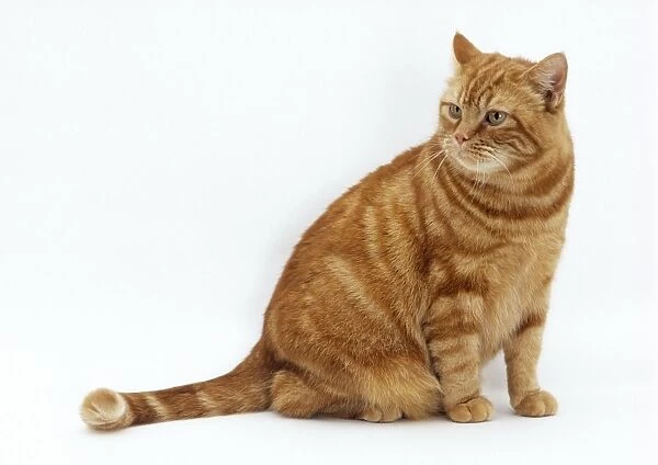 Cat Obese. JD-17510. CAT - obese  /  fat ginger cat