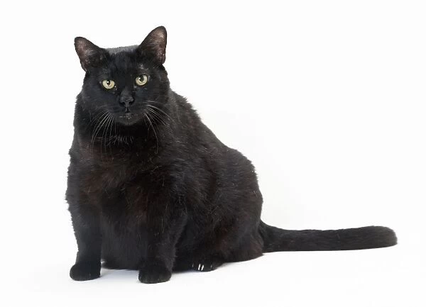 Cat Obese. JD-17512. CAT - obese  /  fat black cat